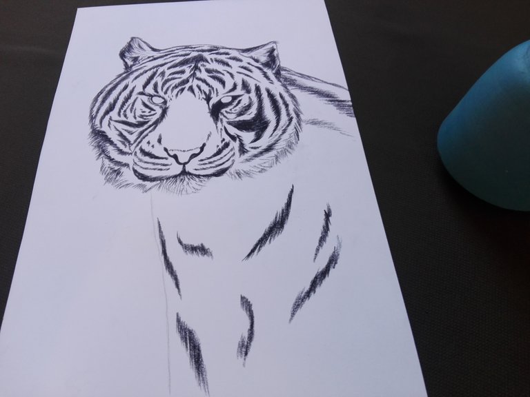 tiger(209).jpg