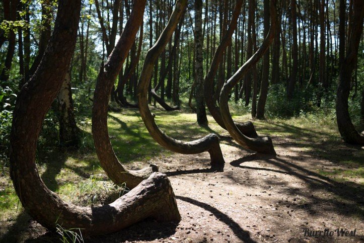 crooked-forest-723x483.jpg