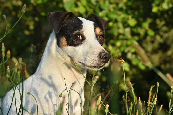 jack-russel-4316345__480.jpg