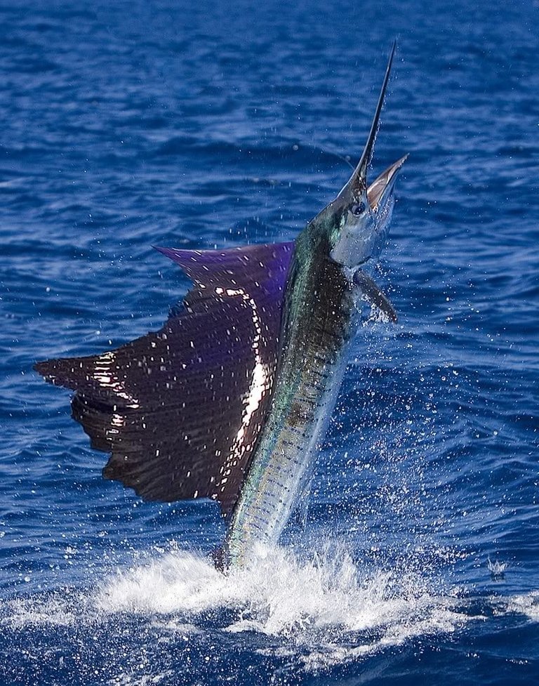 Sailfish-StockPhoto-003-4.jpg