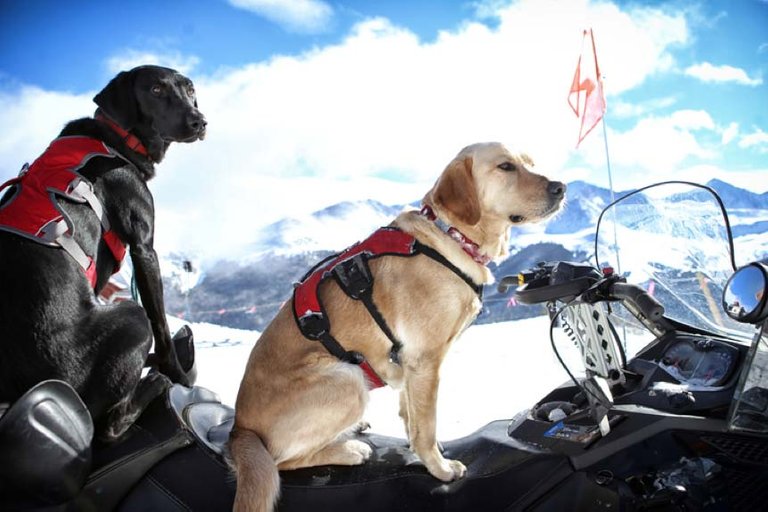 Dogs_snowmobile.jpg