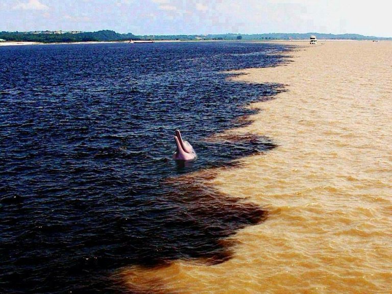 La unión del río Orinoco con el río Caroní y una tonina en el centro.Que espectáculo natural tan maravilloso.Venezuela que linda eres.jpg