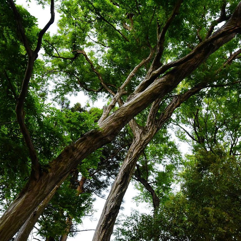 Inst-image-126.jpg