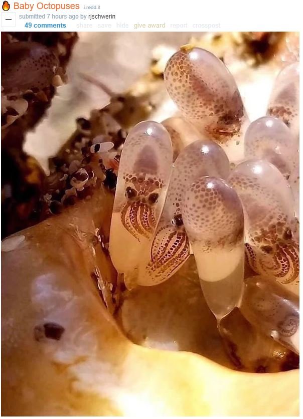 baby octopuses.JPG