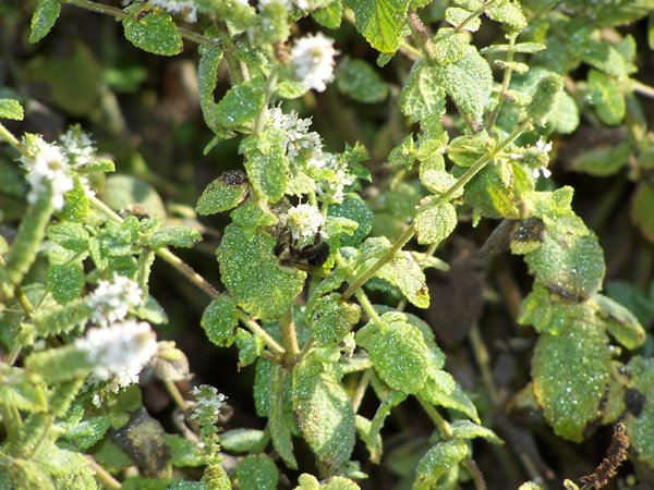 New Herb - Row 5, pineapple sage with bee crop September 2019.jpg