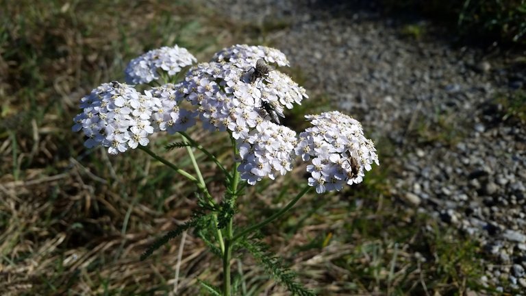 spreadfire1 yarrow flies 1.jpg