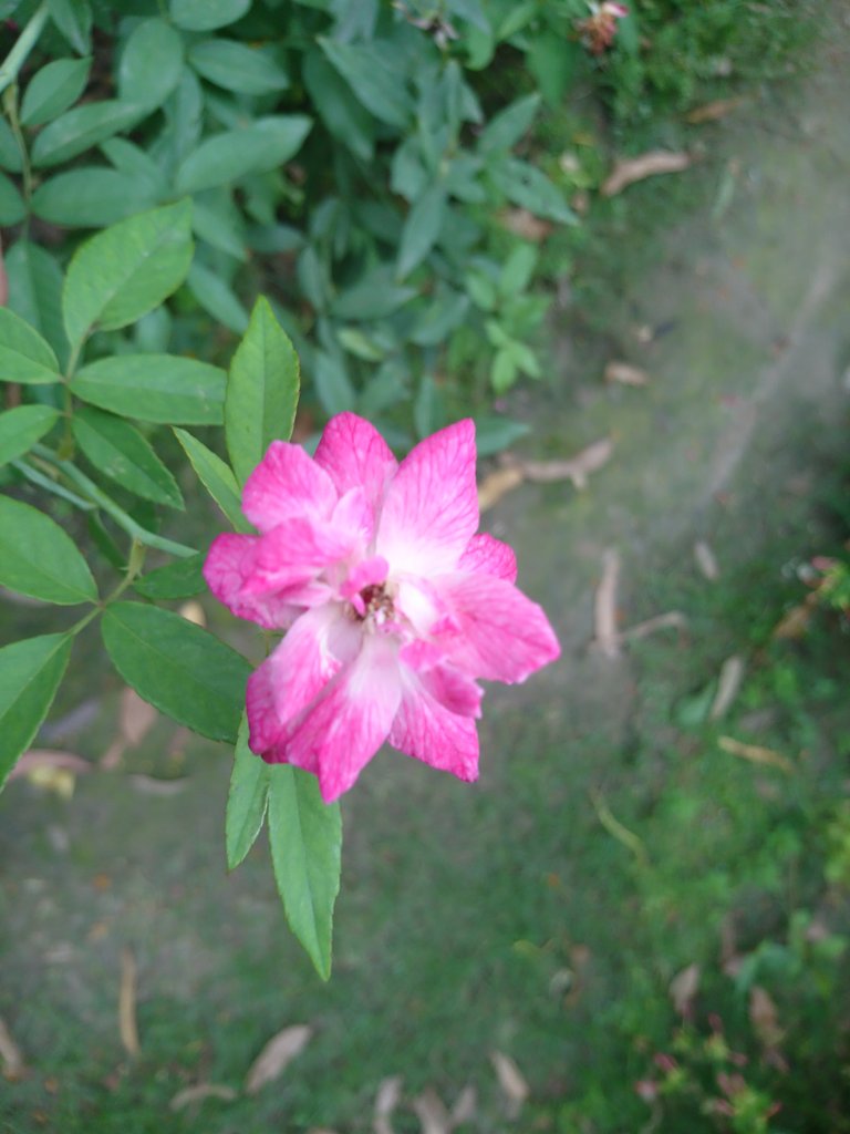 DSC_0496.JPG