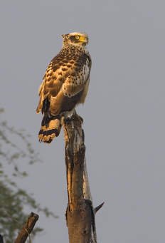 serpent Eagle.jpg