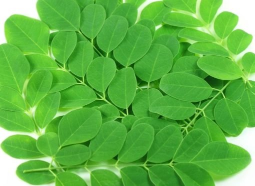 moringa-4-e1511181468628-510x373.jpg