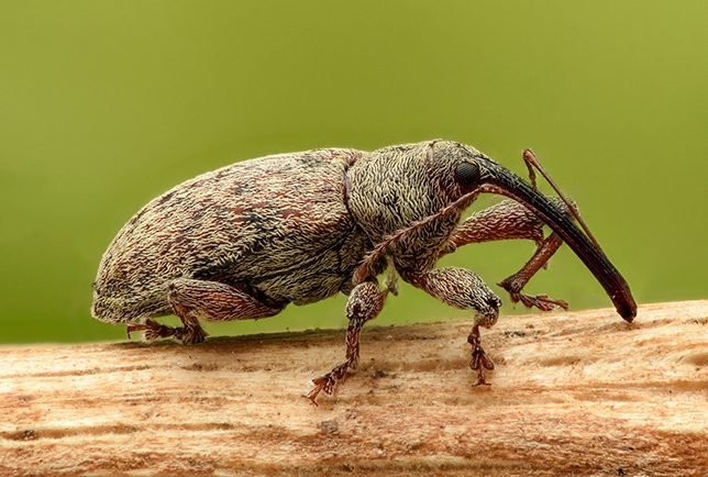 23_Weevil_644x434-644x434.jpg