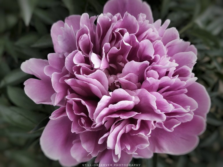 Pink Peony Flower.jpeg