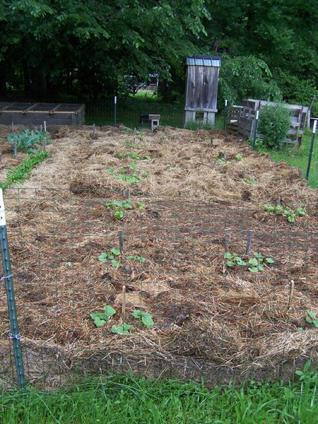 Small garden - before finishing mulch crop June 2018.jpg