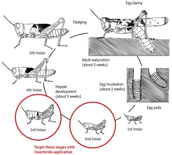 Locust_LifeCycle.jpg