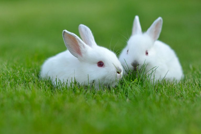 Most-Beautiful-White-Rabbit-HD-Wallpapers.jpg