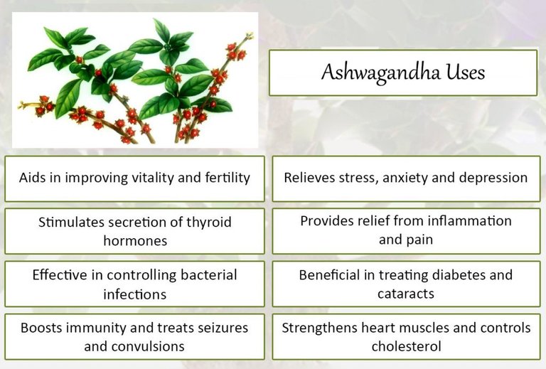 Ashwagandha3.jpg