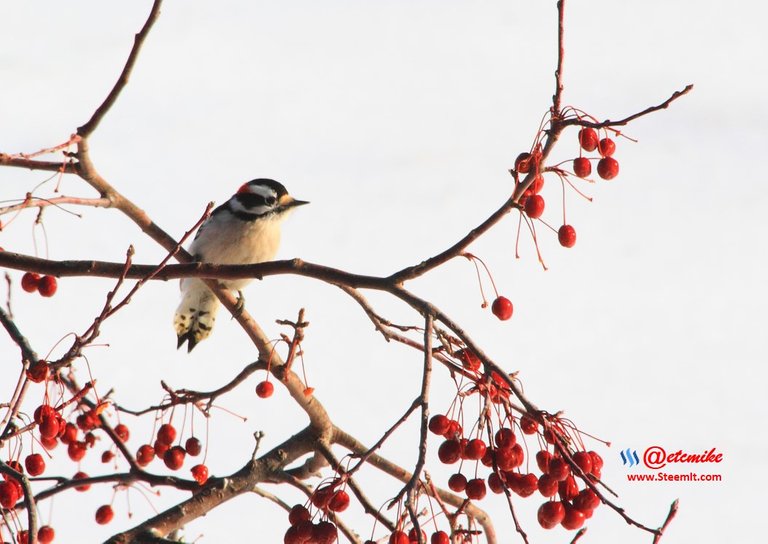 Downy Woodpecker IMG_0079.JPG