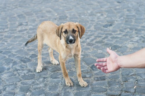 perro-en-la-calle1.jpg