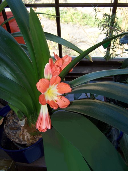 Clivia flowering crop August 2019.jpg