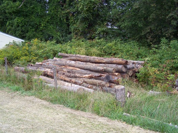 Log pile crop September 2019.jpg