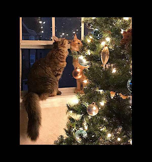 ChristmasTreeCats_13.png