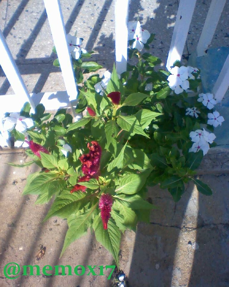 IMG20180816083459.jpg