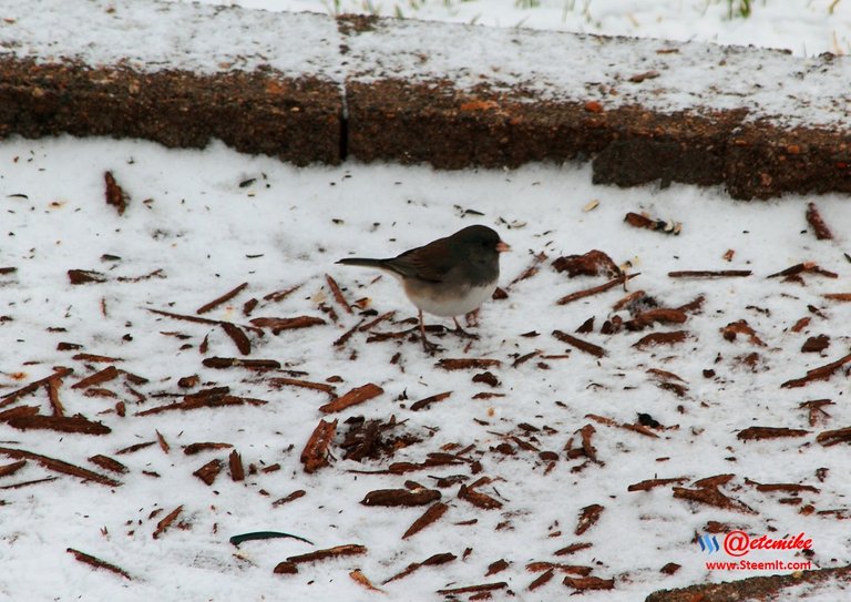 Dark-eyed Junco PFW03_0046.JPG