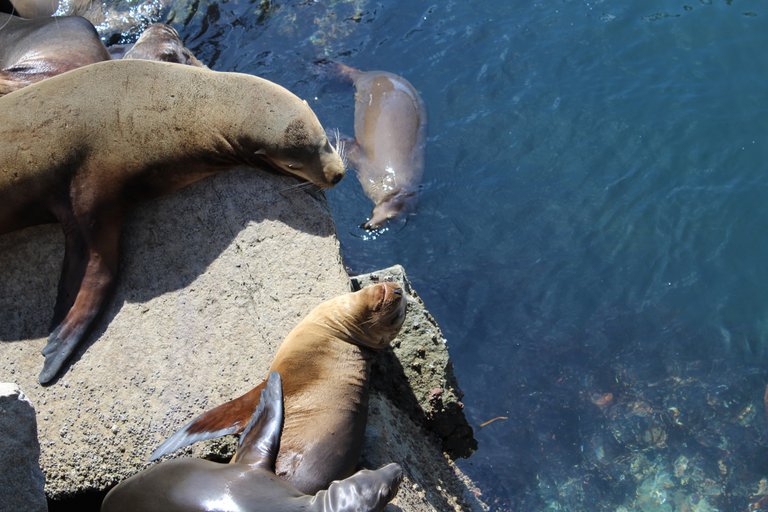 SeaLions5.JPG