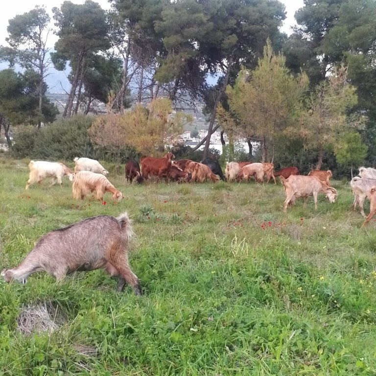 Optimized-Goats2.jpg
