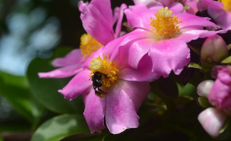 bienenbesuch-2.jpg