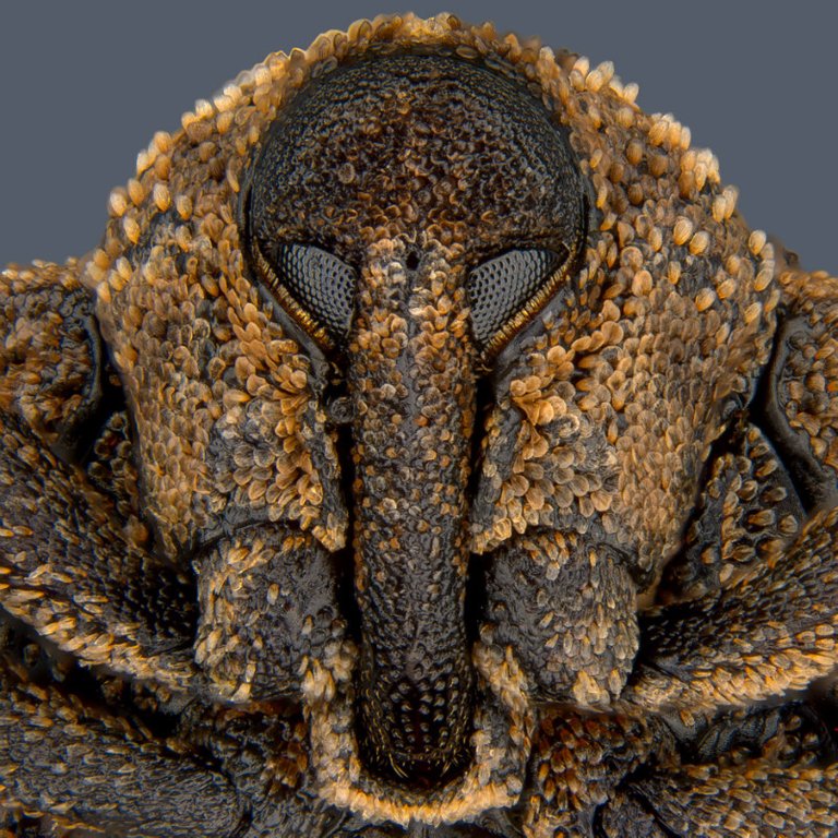 Mango-seed-weevil-head-front_rz800.jpg