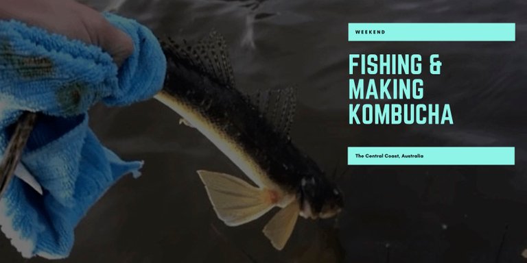 Fishing and making kombucha