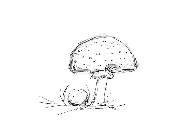 Amanita drawing 4.jpg