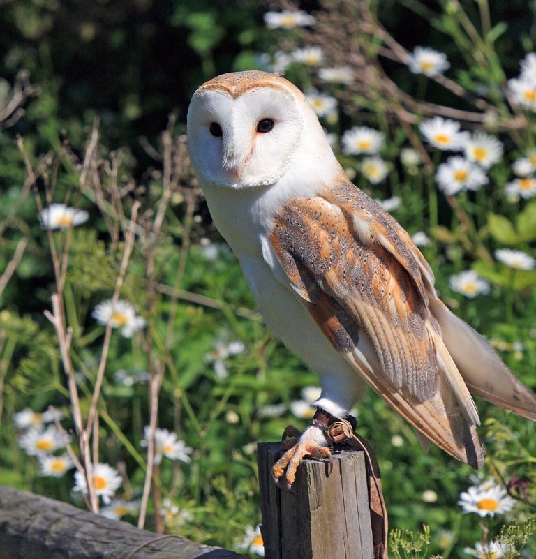 barn-owl-275942_1280.jpg