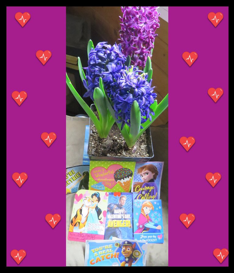 Hyacinths and Valentines Cards.JPG