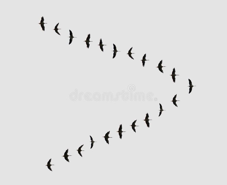 16-47-34-flock-birds-v-shaped-flying-to-warmer-climes-44163960.jpg