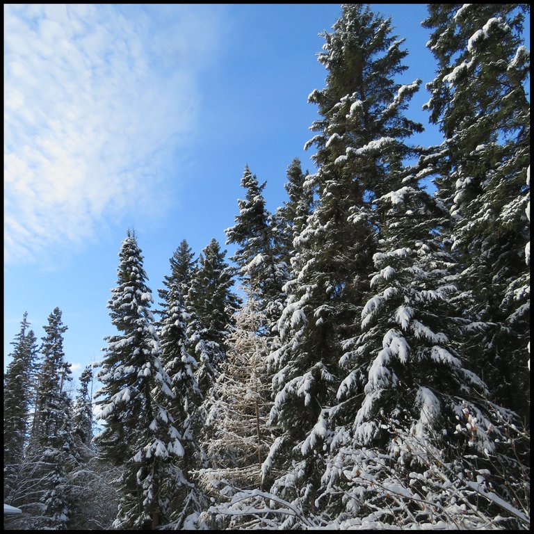 beautiful blue sky slight cloud sweep of snowy spruce.JPG