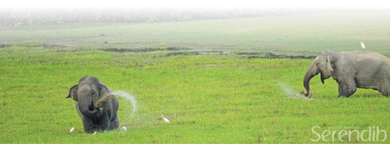 A pair of elephants enjoying an evening meal at the Kitulana Wewa in Lahugala.jpg