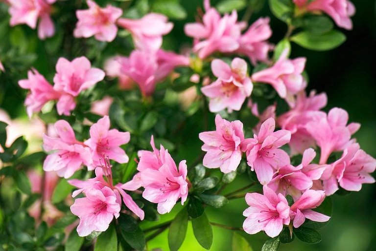 kurume-azalea-rhododendron-kirin-adrian-thomas.jpg