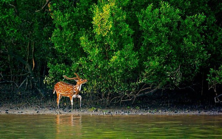 sundarban-beautiful-bangladesh.JPG