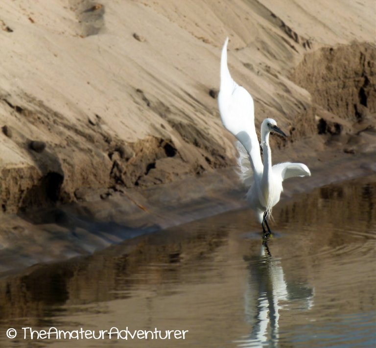 Waterbird on the Nile.jpg