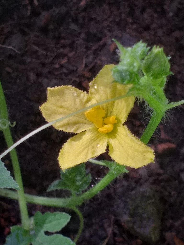 Tangmo Flower1.jpg