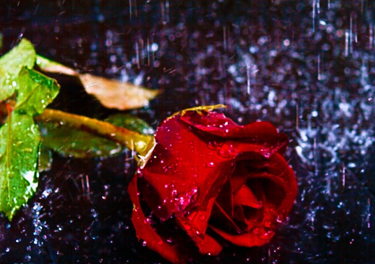 Peter Heckmann Art - Photo Manipulations - A Lonely Rose Abandoned In Purple Rain.jpg