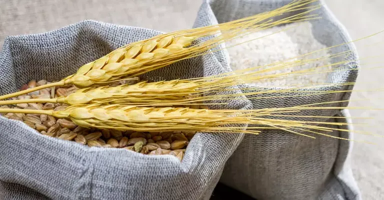 15516-sacks-of-wheat-grain-and-flour---threshing-fl.webp