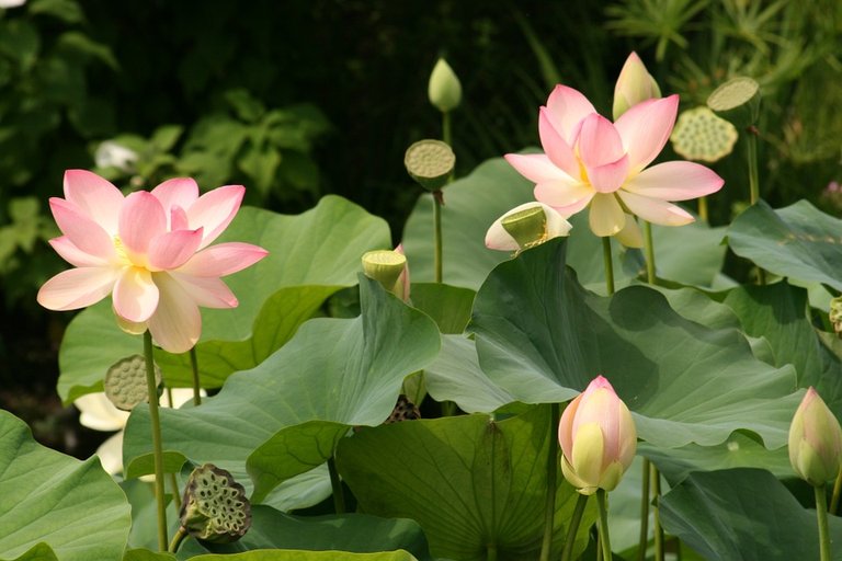 lotus-flowers-231509_960_720.jpg