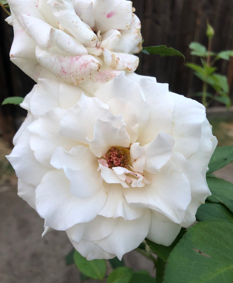 white rose in the authors garden