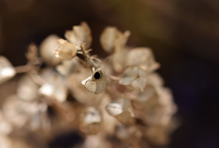 muscari seed pods drystuff 3.jpg