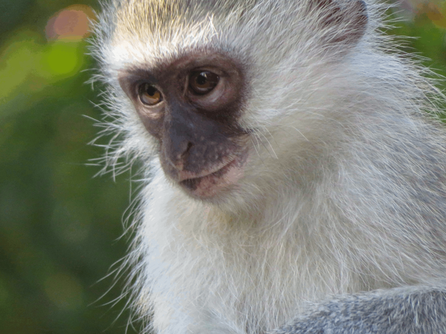 Baby Vervet Monkey