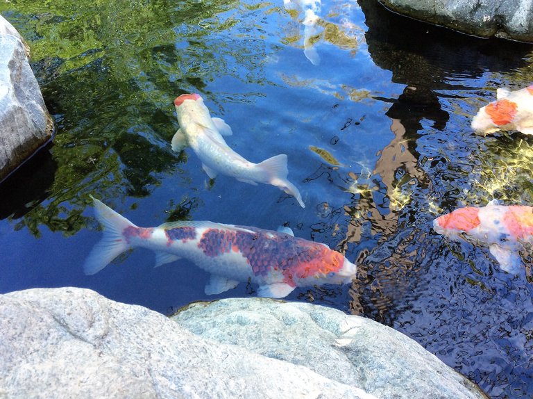 koi.JPG