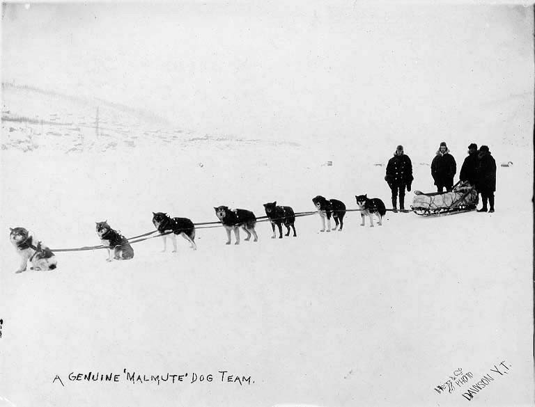 MalamuteSledTeam1898PD.jpeg