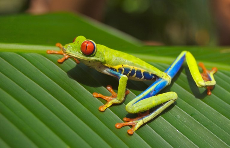 amphibian-animal-close-up-76957.jpg